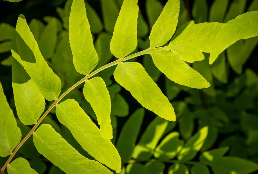 Podezřeň královská 'Purpurescens' - Osmunda regalis 'Purpurescens'