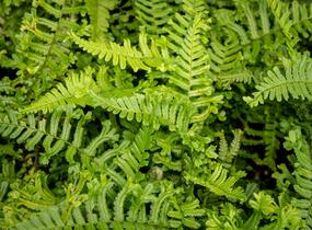 Kapraď rezavá 'Cristata The King' - Dryopteris affinis 'Cristata The King'