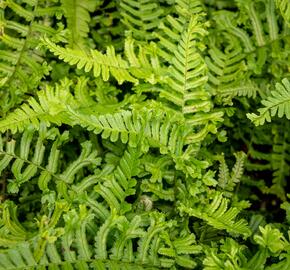 Kapraď rezavá 'Cristata The King' - Dryopteris affinis 'Cristata The King'