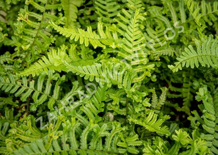 Kapraď rezavá 'Cristata The King' - Dryopteris affinis 'Cristata The King'