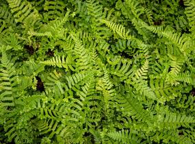 Kapraď rezavá 'Cristata The King' - Dryopteris affinis 'Cristata The King'