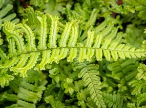 Kapraď rezavá 'Cristata The King' - Dryopteris affinis 'Cristata The King'