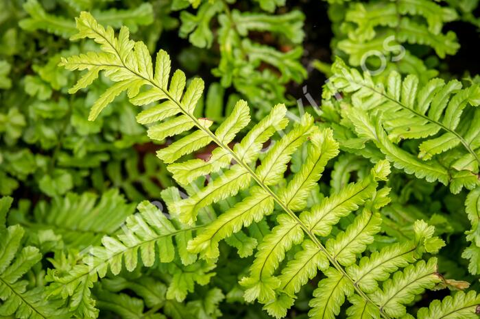 Kapraď rezavá 'Cristata The King' - Dryopteris affinis 'Cristata The King'