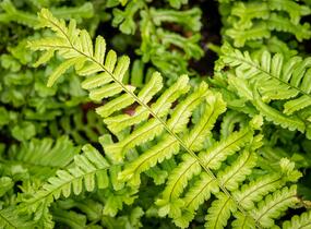 Kapraď rezavá 'Cristata The King' - Dryopteris affinis 'Cristata The King'