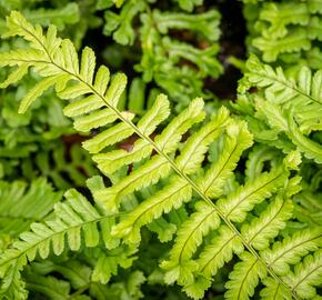 Kapraď rezavá 'Cristata The King' - Dryopteris affinis 'Cristata The King'