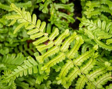 Kapraď rezavá 'Cristata The King'