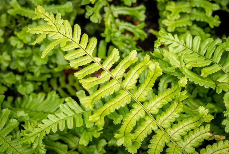 Kapraď rezavá 'Cristata The King' - Dryopteris affinis 'Cristata The King'