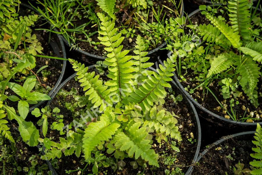 Kapradina - Polystichum munitum