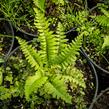 Kapradina - Polystichum munitum