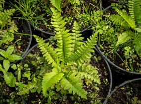 Kapradina - Polystichum munitum
