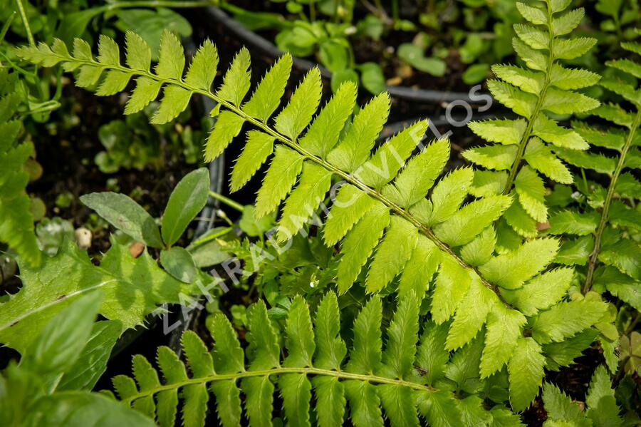 Kapradina - Polystichum munitum