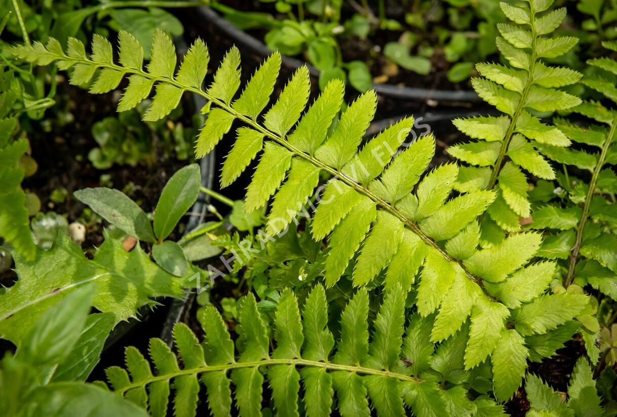 Kapradina - Polystichum munitum
