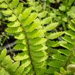 Kapradina - Polystichum munitum