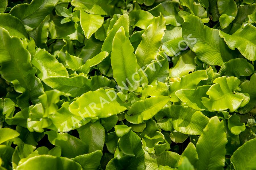 Jelení jazyk 'Undulata' - Phyllitis scolopendrium 'Undulata'