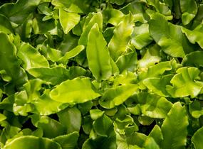 Jelení jazyk 'Undulata' - Phyllitis scolopendrium 'Undulata'