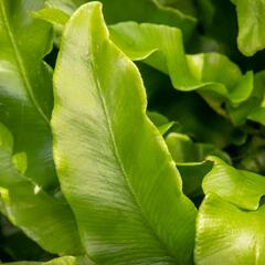 Jelení jazyk 'Undulata' - Phyllitis scolopendrium 'Undulata'