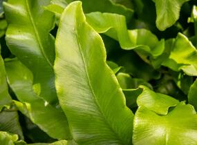 Jelení jazyk 'Undulata' - Phyllitis scolopendrium 'Undulata'