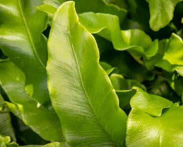 Jelení jazyk 'Undulata'