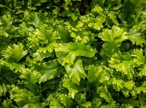 Jelení jazyk 'Cristata' - Phyllitis scolopendrium 'Cristata'