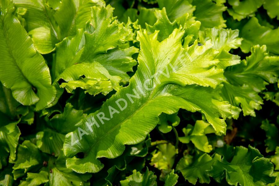Jelení jazyk 'Cristata' - Phyllitis scolopendrium 'Cristata'