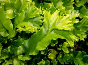 Jelení jazyk 'Cristata' - Phyllitis scolopendrium 'Cristata'