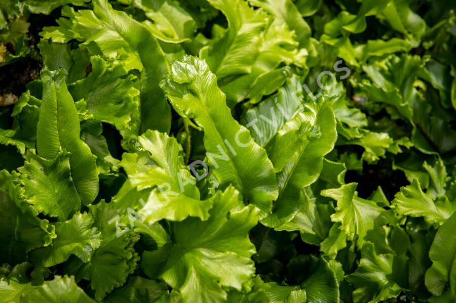 Jelení jazyk 'Cristata' - Phyllitis scolopendrium 'Cristata'