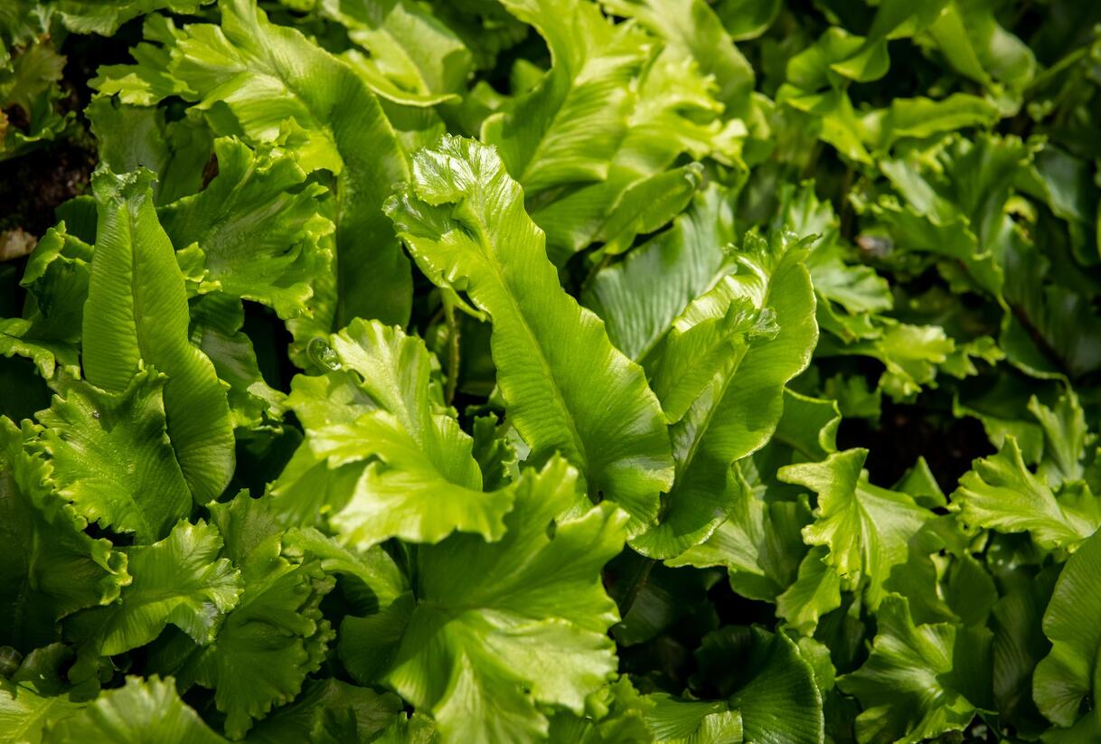 Jelení jazyk 'Cristata' - Phyllitis scolopendrium 'Cristata'