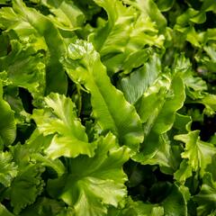 Jelení jazyk 'Cristata' - Phyllitis scolopendrium 'Cristata'
