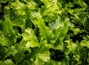Jelení jazyk 'Cristata' - Phyllitis scolopendrium 'Cristata'
