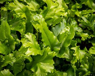 Jelení jazyk 'Cristata'