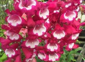 Dračík 'Pensham Amelia Jayne' - Penstemon hartwegii 'Pensham Amelia Jayne'