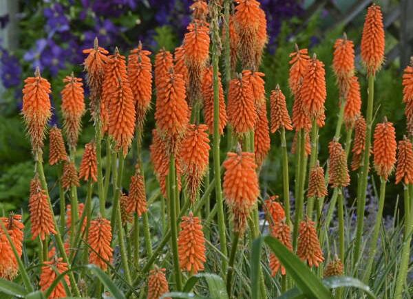 Kleopatřina jehla 'First Sunrise' - Kniphofia 'First Sunrise'