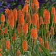 Kleopatřina jehla 'First Sunrise' - Kniphofia 'First Sunrise'