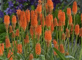 Kleopatřina jehla 'First Sunrise' - Kniphofia 'First Sunrise'