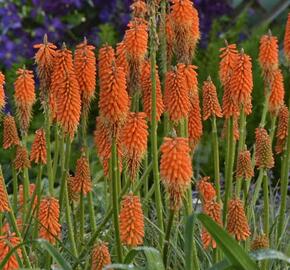 Kleopatřina jehla 'First Sunrise' - Kniphofia 'First Sunrise'