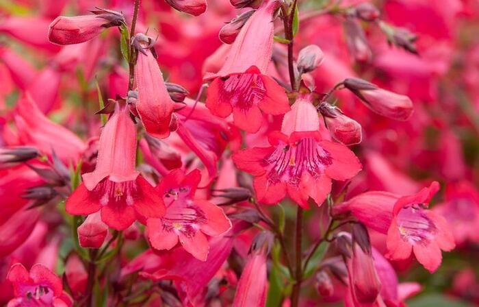 Dračík 'Schoenholzeri' - Penstemon x mexicali 'Schoenholzeri'