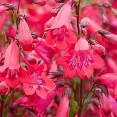 Dračík 'Schoenholzeri' - Penstemon x mexicali 'Schoenholzeri'