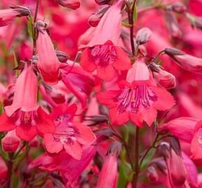 Dračík 'Schoenholzeri' - Penstemon x mexicali 'Schoenholzeri'