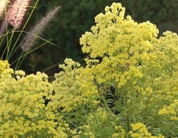 Zlatnice 'Lemore'