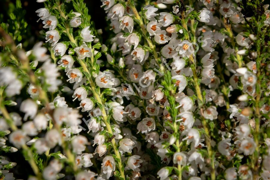 Vřes obecný 'Josefine' - Calluna vulgaris 'Josefine'