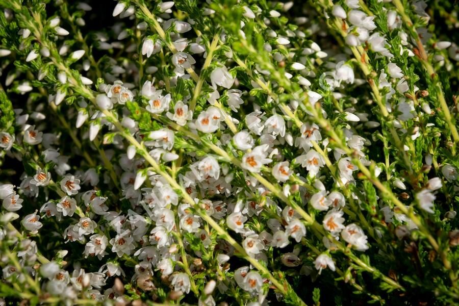 Vřes obecný 'Josefine' - Calluna vulgaris 'Josefine'