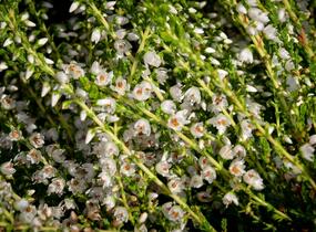 Vřes obecný 'Josefine' - Calluna vulgaris 'Josefine'