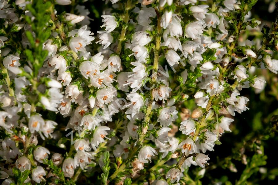 Vřes obecný 'Josefine' - Calluna vulgaris 'Josefine'