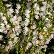 Vřes obecný 'Josefine' - Calluna vulgaris 'Josefine'