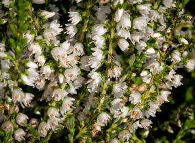 Vřes obecný 'Josefine' - Calluna vulgaris 'Josefine'