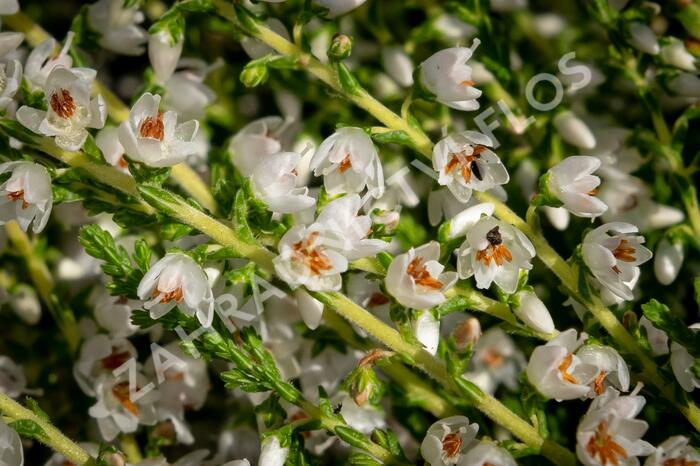 Vřes obecný 'Josefine' - Calluna vulgaris 'Josefine'