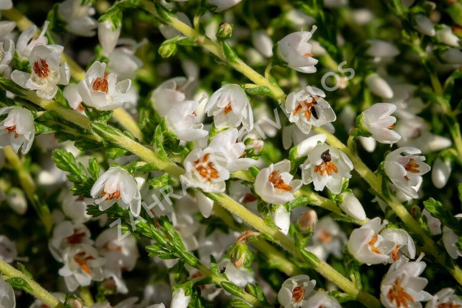 Vřes obecný 'Josefine' - Calluna vulgaris 'Josefine'