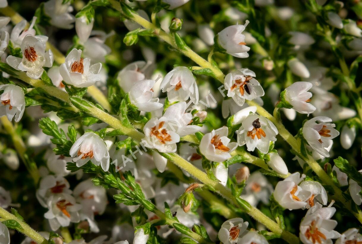 Vřes obecný 'Josefine' - Calluna vulgaris 'Josefine'