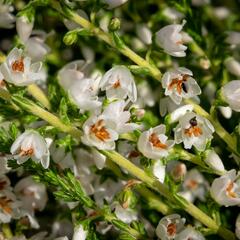 Vřes obecný 'Josefine' - Calluna vulgaris 'Josefine'