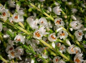 Vřes obecný 'Josefine' - Calluna vulgaris 'Josefine'